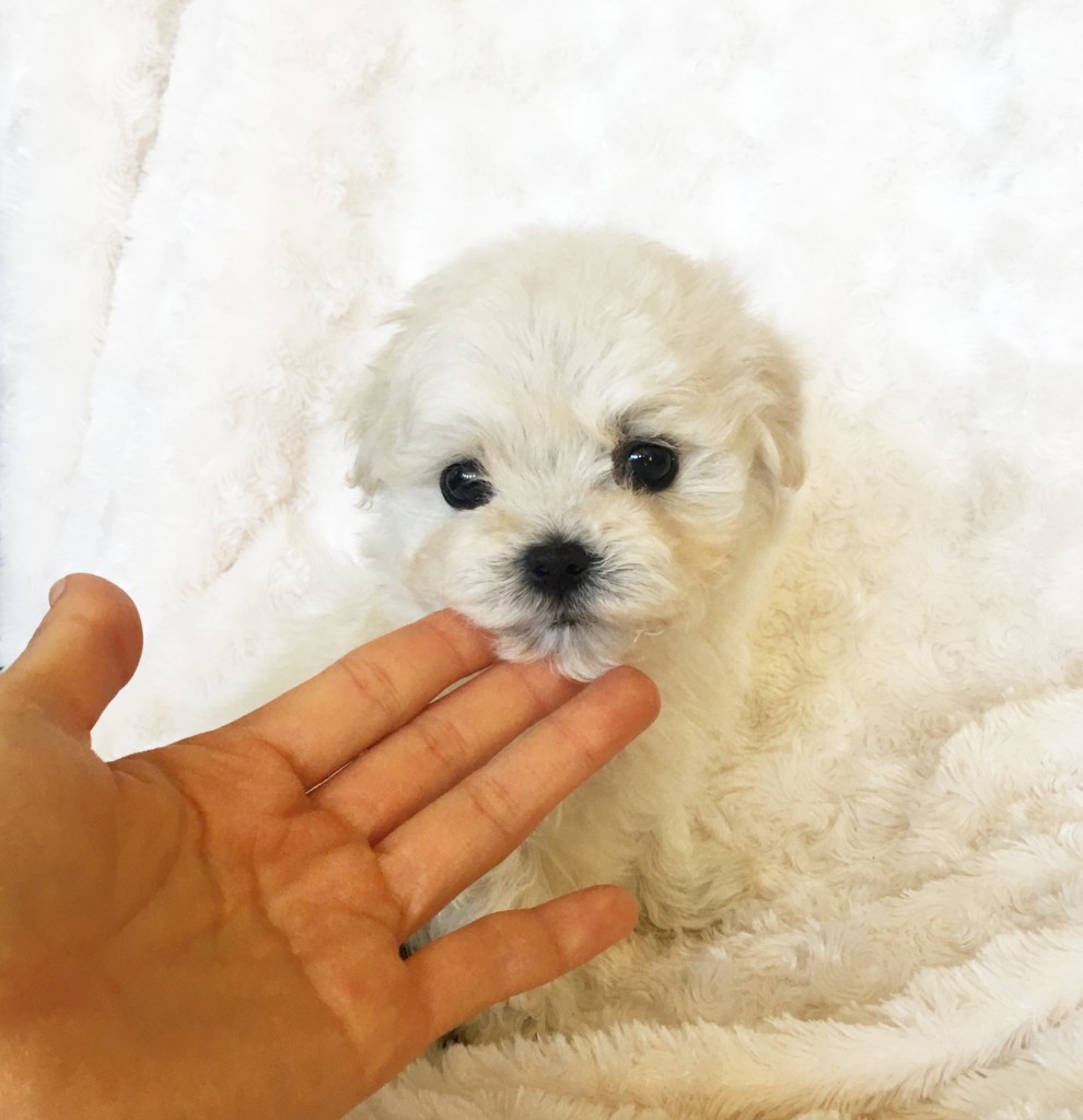 Teacup Morkie Puppy for sale! - iHeartTeacups