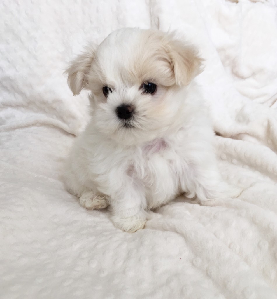 Teacup Maltese Puppy for sale! - iHeartTeacups