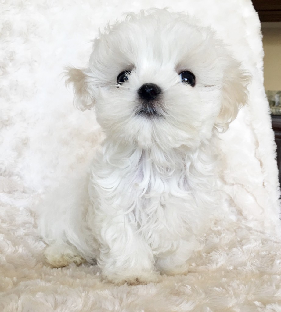 Micro Teacup Maltese Puppy   Xxs Perfect! Billy :)   IHeartTeacups