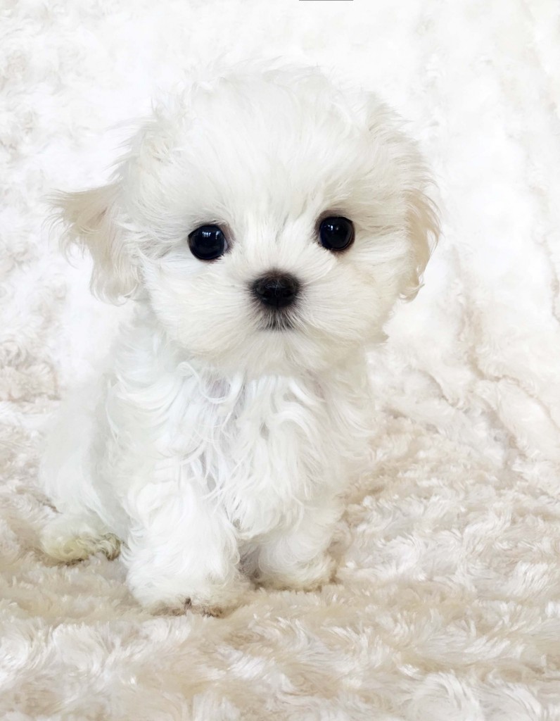 Micro Teacup Maltese Puppy - Xxs Perfect! Billy :) - Iheartteacups