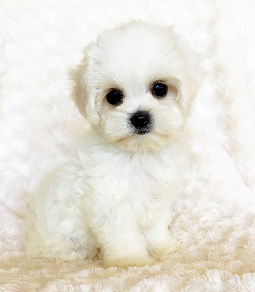 Teacup Maltipoo Puppy for sale 