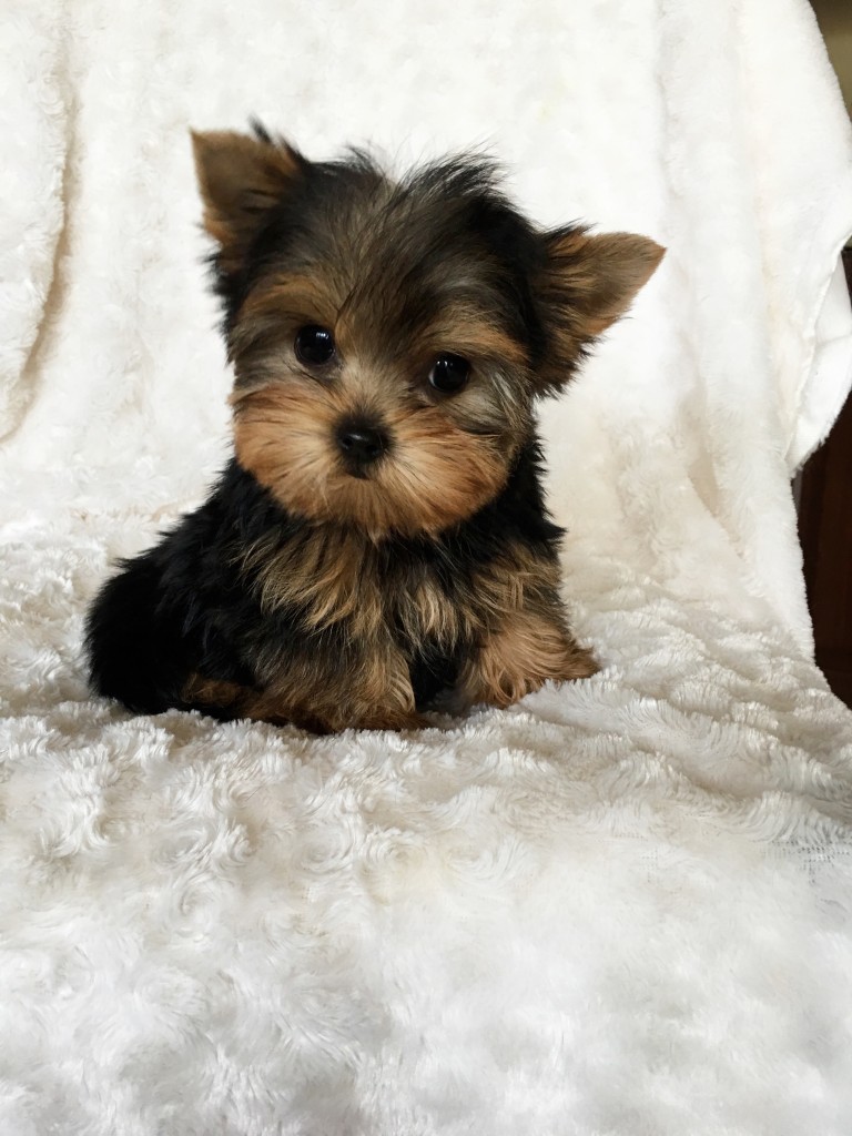 Yorkshire Terrier Puppy for Sale!! Teddy face - iHeartTeacups