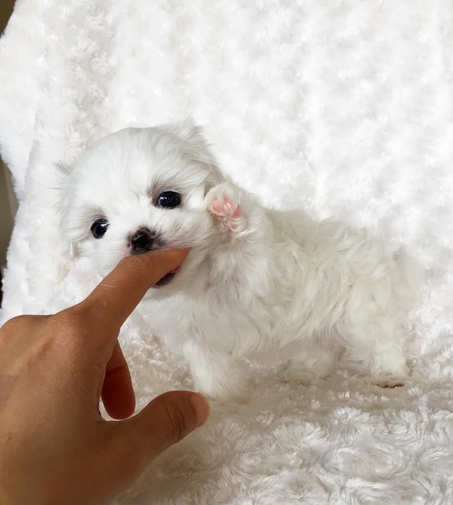 Tiny Teacup Maltese Puppy For Sale! Bunny - iHeartTeacups