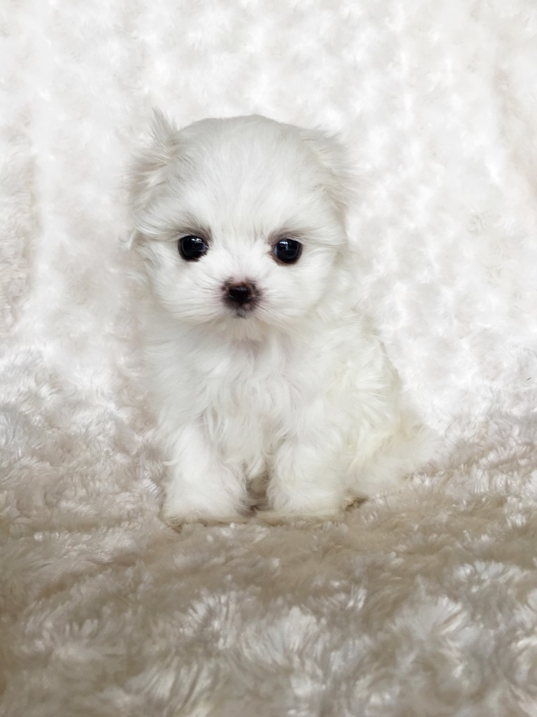 Tiny Teacup Maltese Puppy For Sale! Bunny - iHeartTeacups