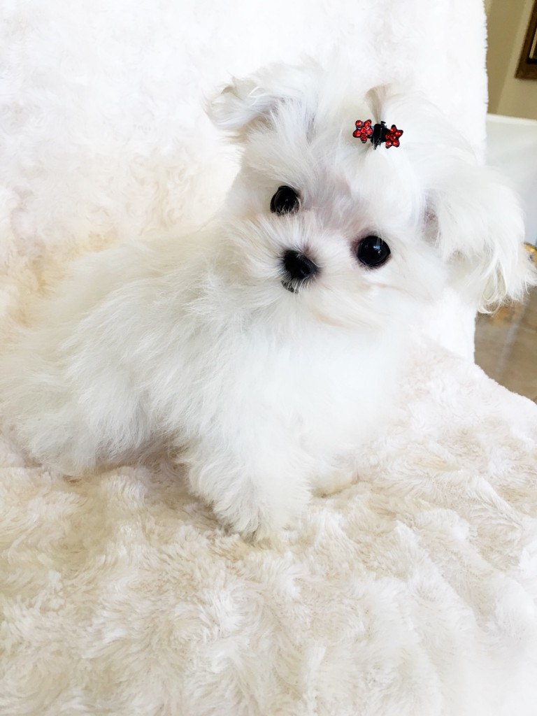 Micro Teacup Maltese - Platinum Puppy Collection - iHeartTeacups