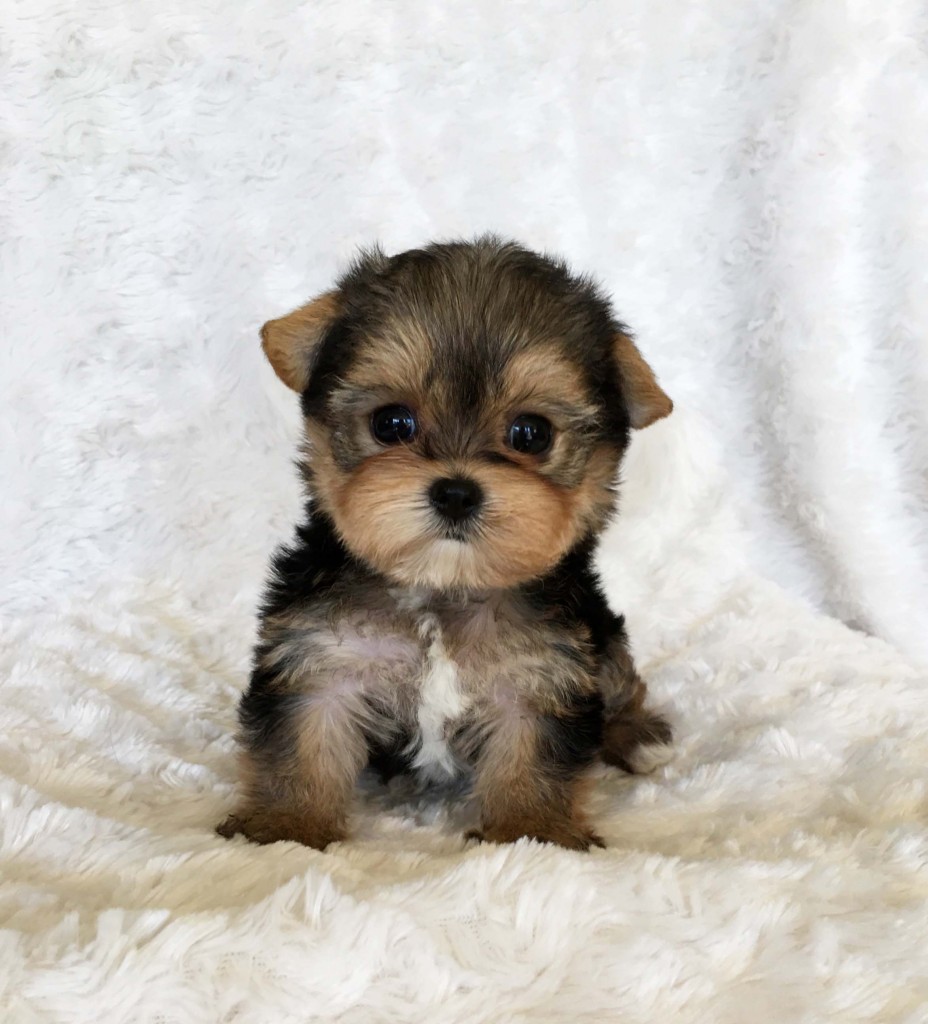 Teacup Yorkie Puppy For sale Lilly! - iHeartTeacups