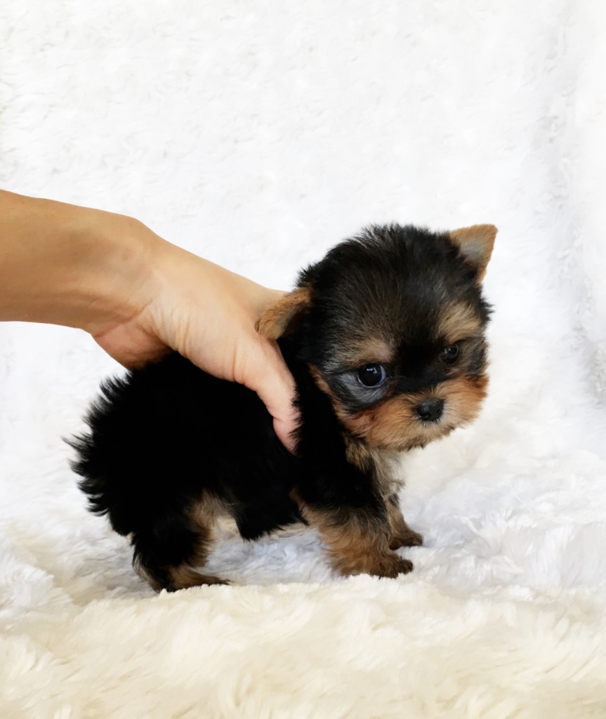 Micro Teacup Yorkshire Terrier Puppy California Breeder - iHeartTeacups