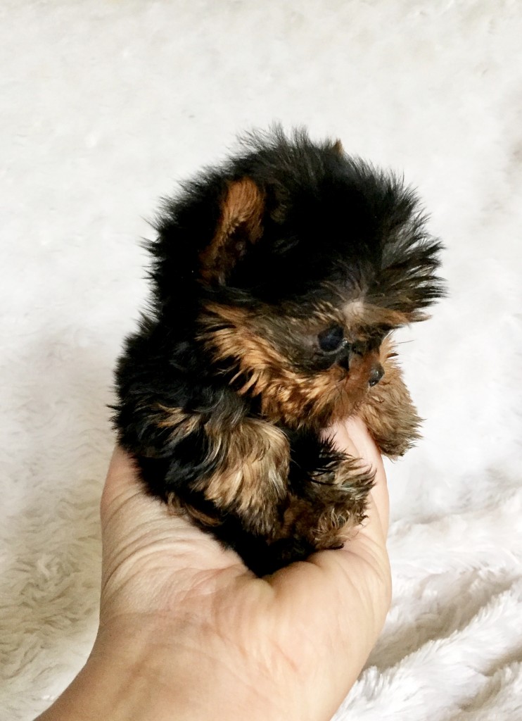 Extreme Micro Teacup Yorkie Puppy For Sale Los Angeles Breeder