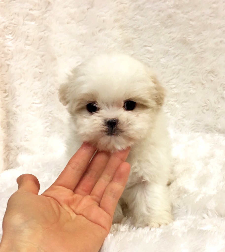 Tiny Teacup Maltese Puppy! California Los angeles puppy for sale ...