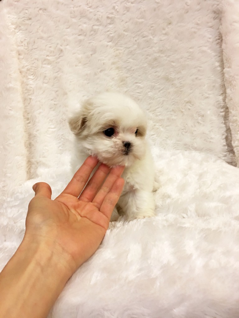 Tiny Teacup Maltese Puppy! California Los angeles puppy for sale ...