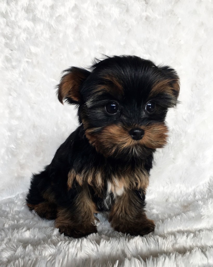 Teacup Yorkie Puppy! Female - iHeartTeacups