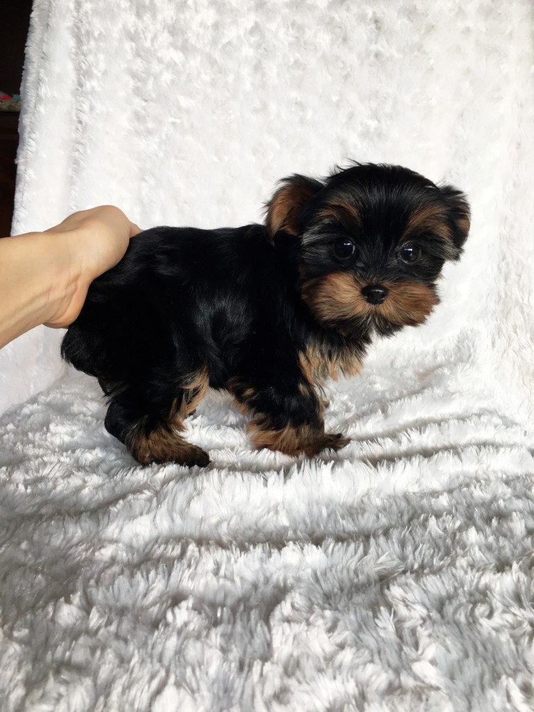 Teacup Yorkie Puppy! Female - iHeartTeacups