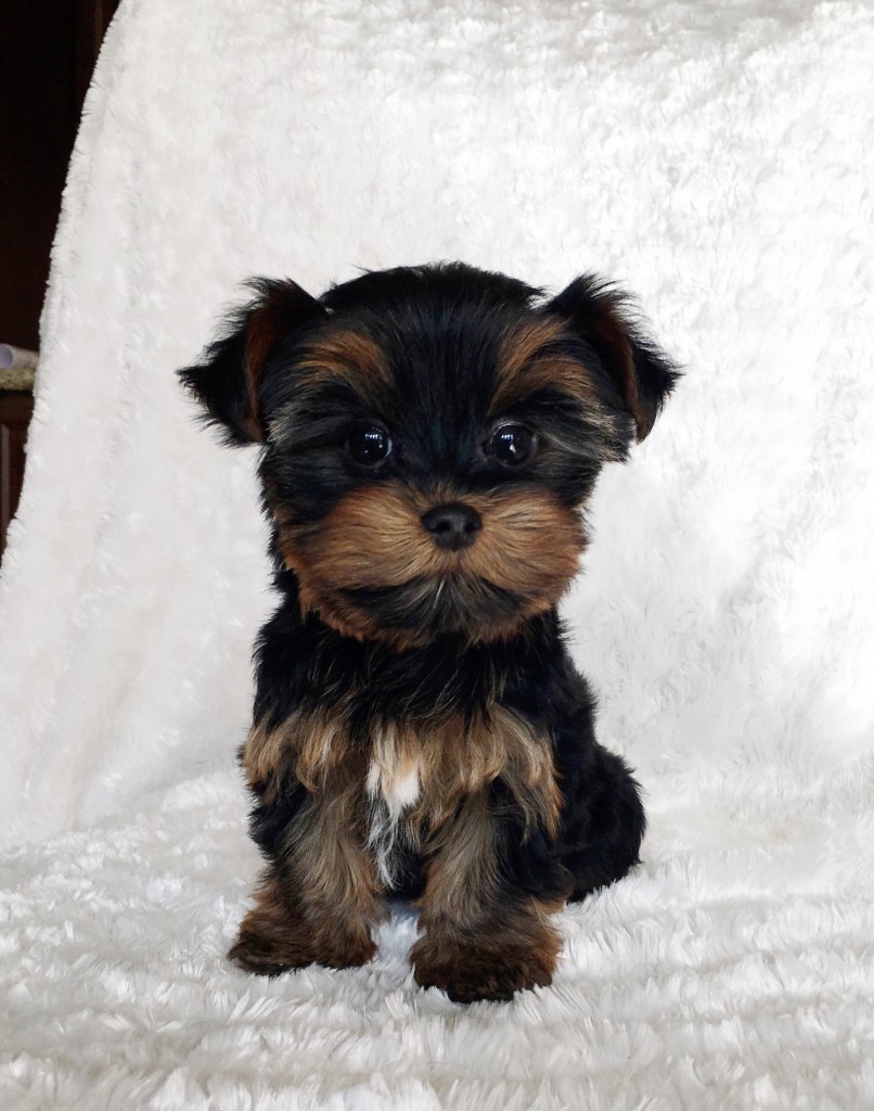 Teacup Yorkie Puppy! Female - iHeartTeacups