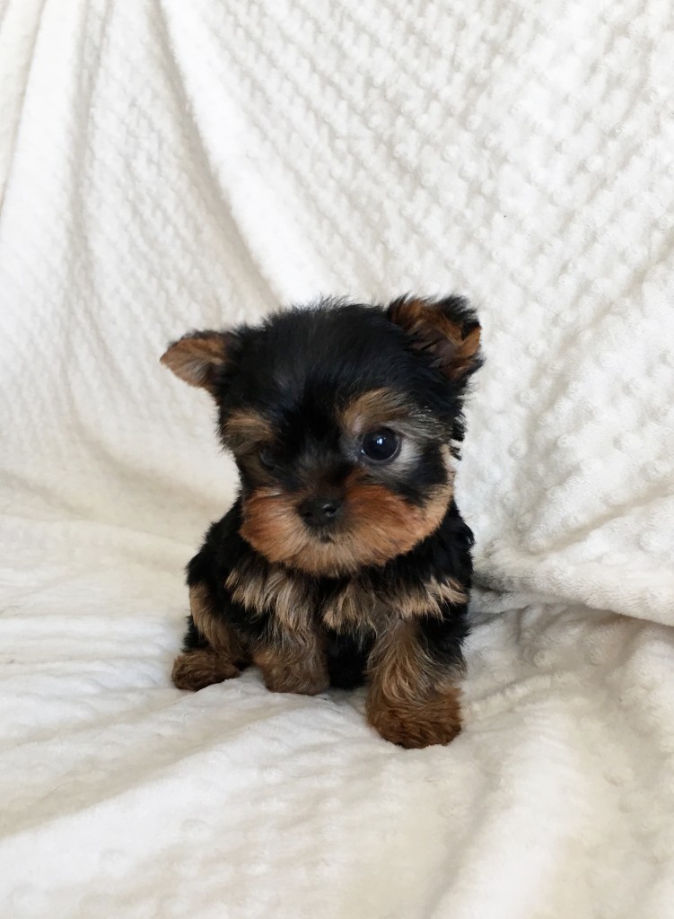 Teacup Yorkie For sale!! California - iHeartTeacups