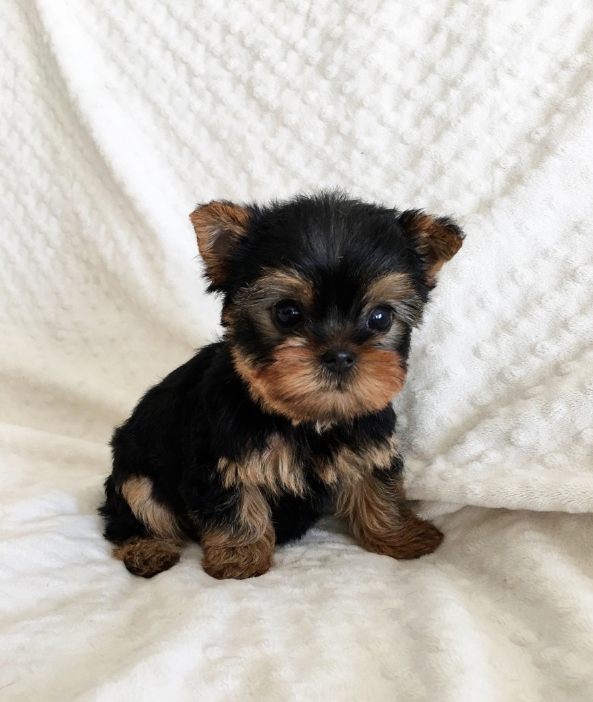 Teacup Yorkie For sale!! California - iHeartTeacups