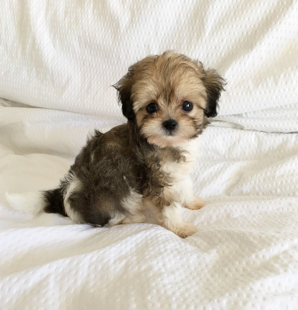 Teacup Morkie Puppy - Beautiful color! - iHeartTeacups