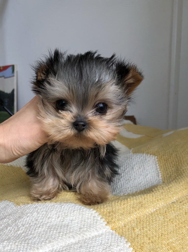 Micro Teacup Yorkie Puppy for sale! Tiny!!! - iHeartTeacups