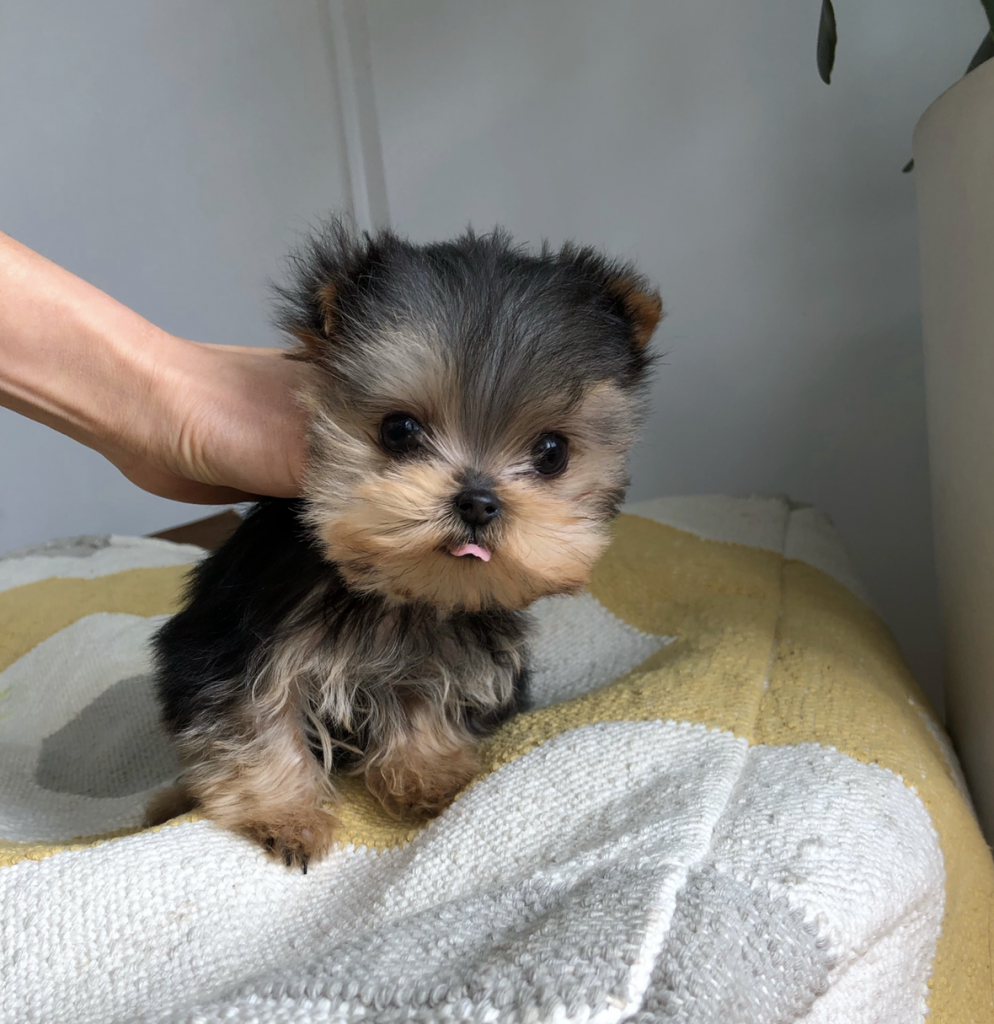 Micro Teacup Yorkie Puppy for sale! Tiny!!! - iHeartTeacups