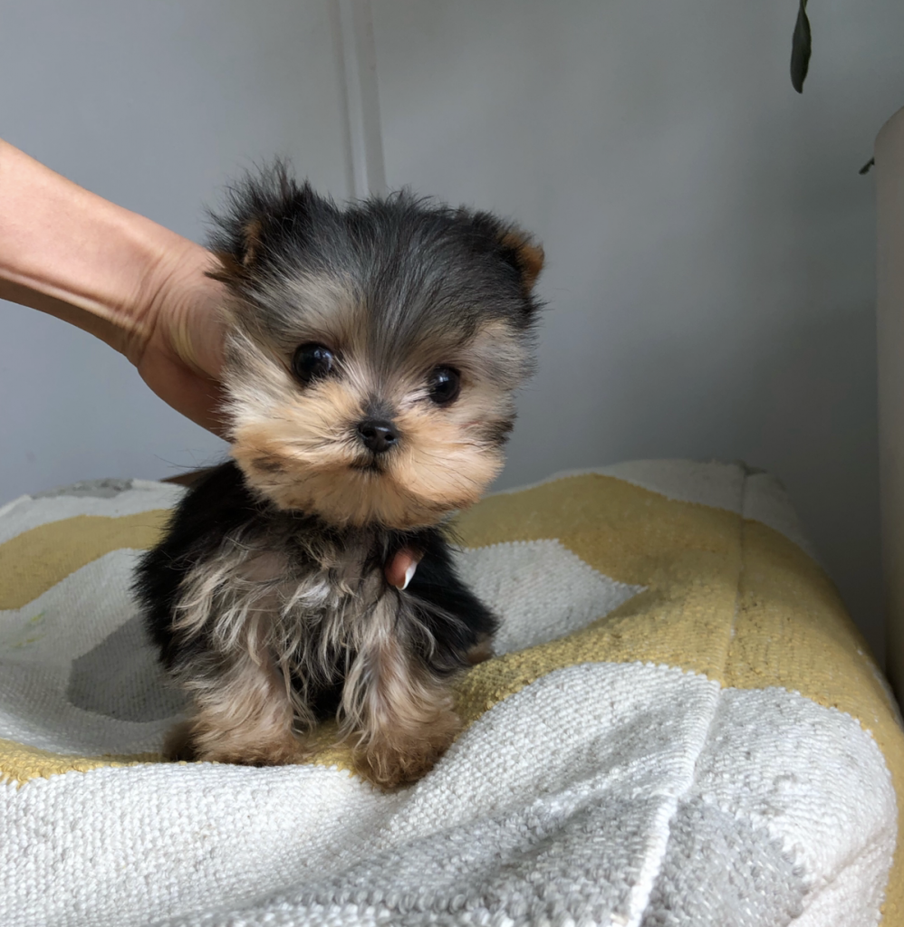 Micro Teacup Yorkie Puppy for sale! Tiny!!! - iHeartTeacups