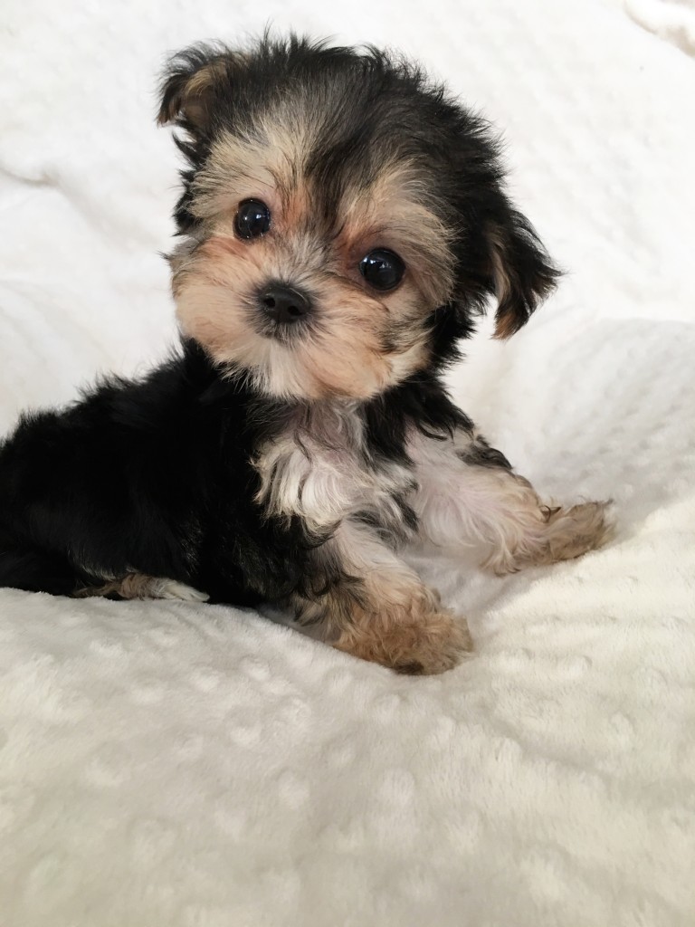 Tiny Teacup Morkie Puppy for sale! Holiday - iHeartTeacups