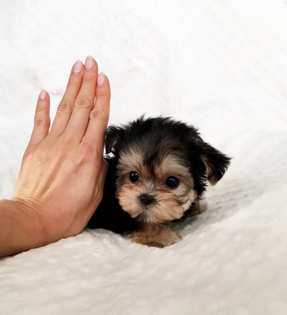 Tiny Teacup Morkie Puppy for sale! Holiday - iHeartTeacups