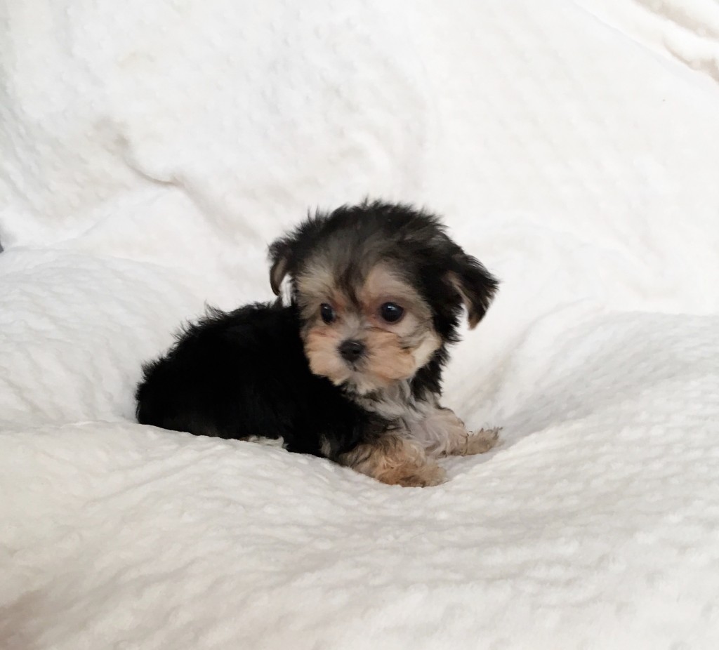 Tiny Teacup Morkie Puppy For Sale Holiday Iheartteacups