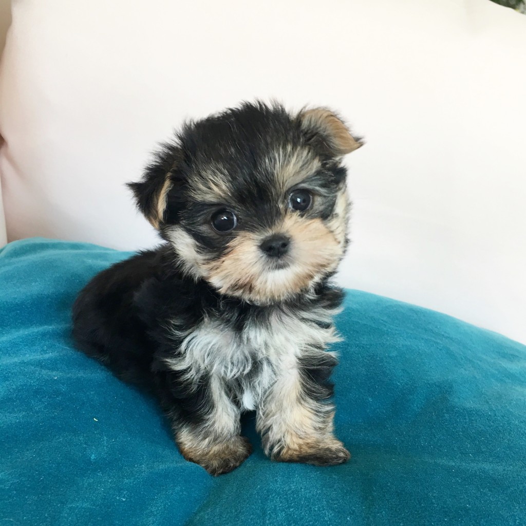 Teacup Puppy Pictures