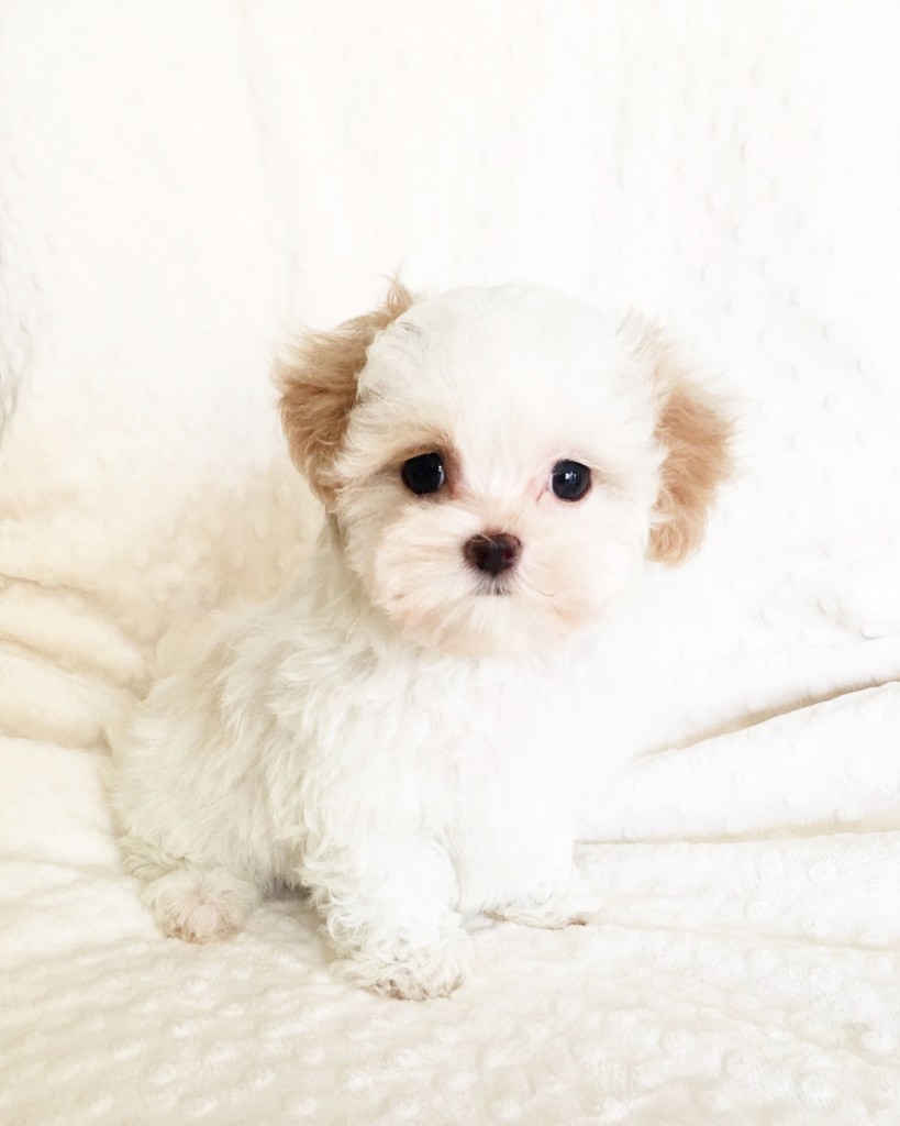 Teacup Maltipoo Multipoo Puppy! - iHeartTeacups