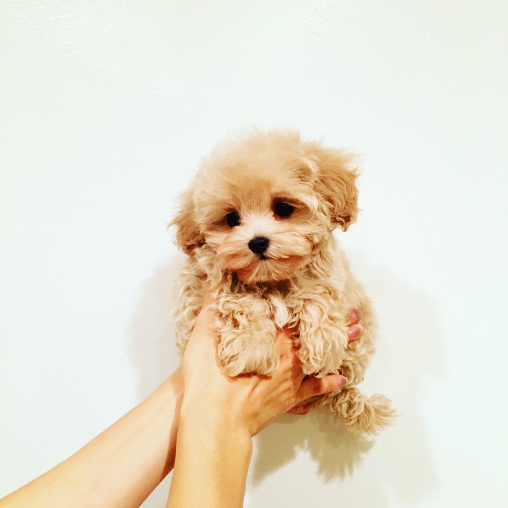 Teacup Maltipoo Puppy! - iHeartTeacups