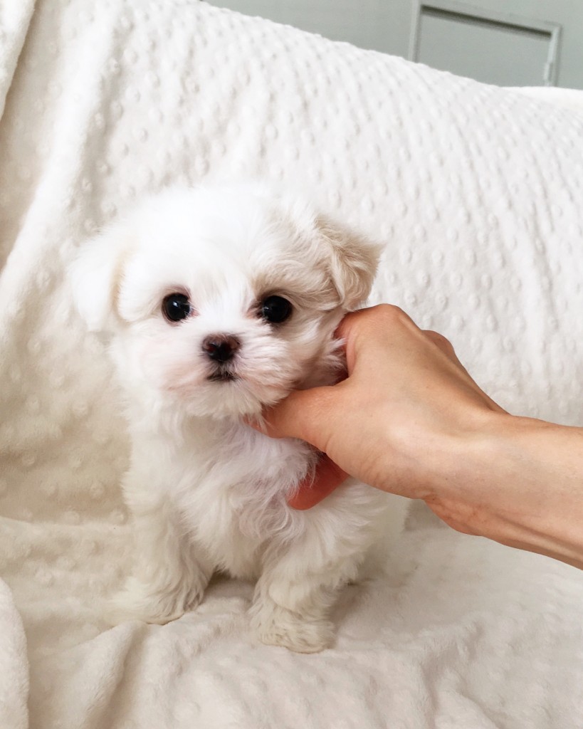 Teacup Maltese Female Puppy! - iHeartTeacups