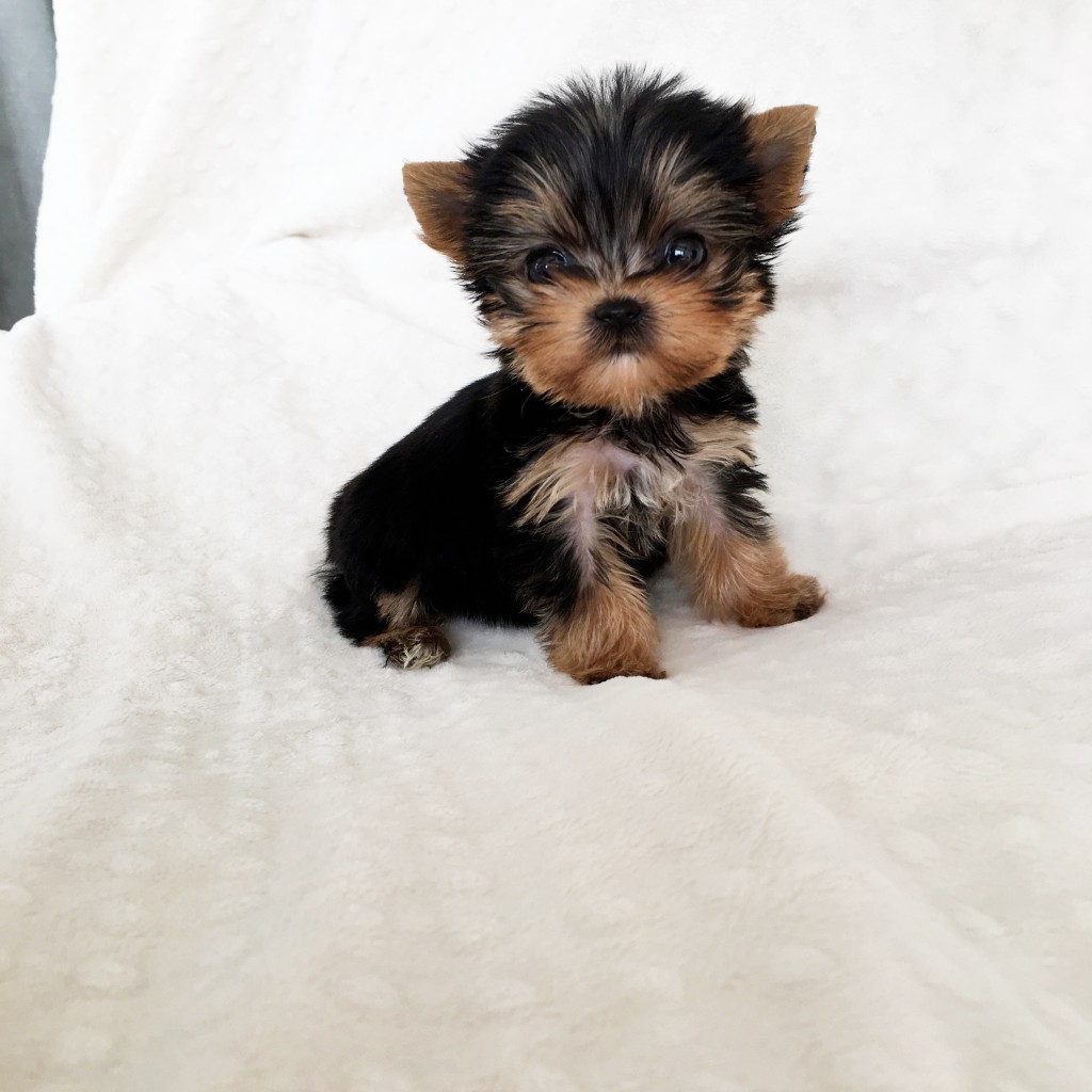 Micro Teacup Yorkie Puppy! - iHeartTeacups