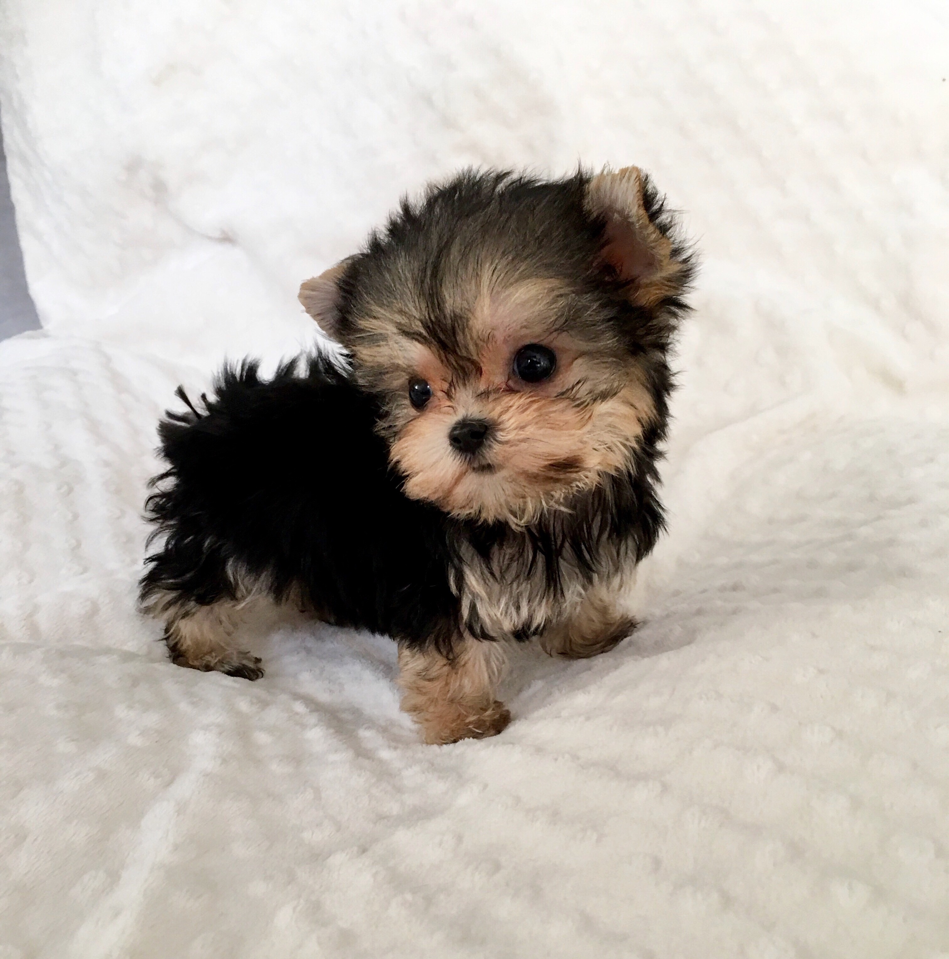 Micro Tcup Morkie Puppy for sale california | iHeartTeacups