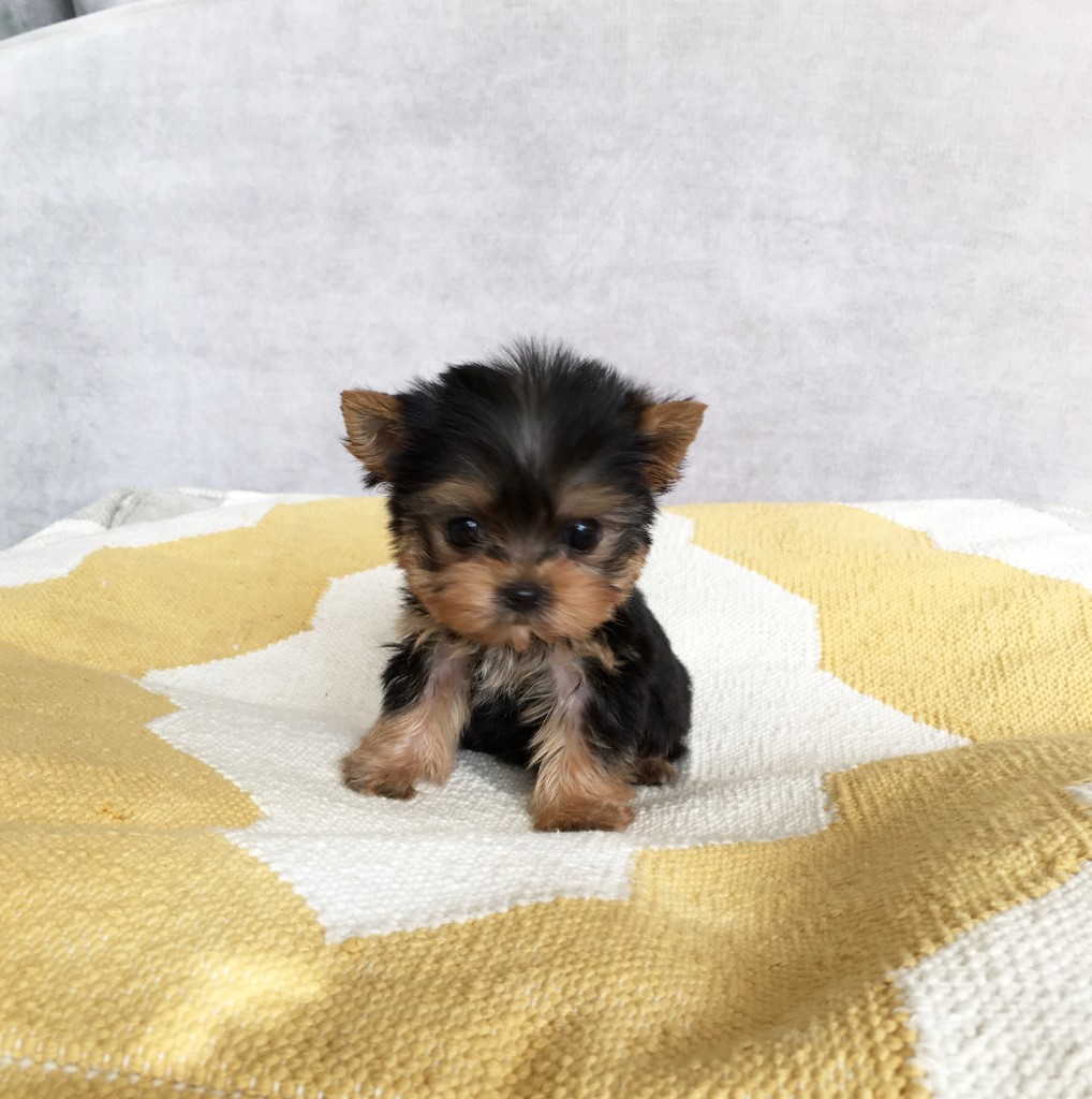 Micro Teacup Yorkie Puppy for sale - iHeartTeacups