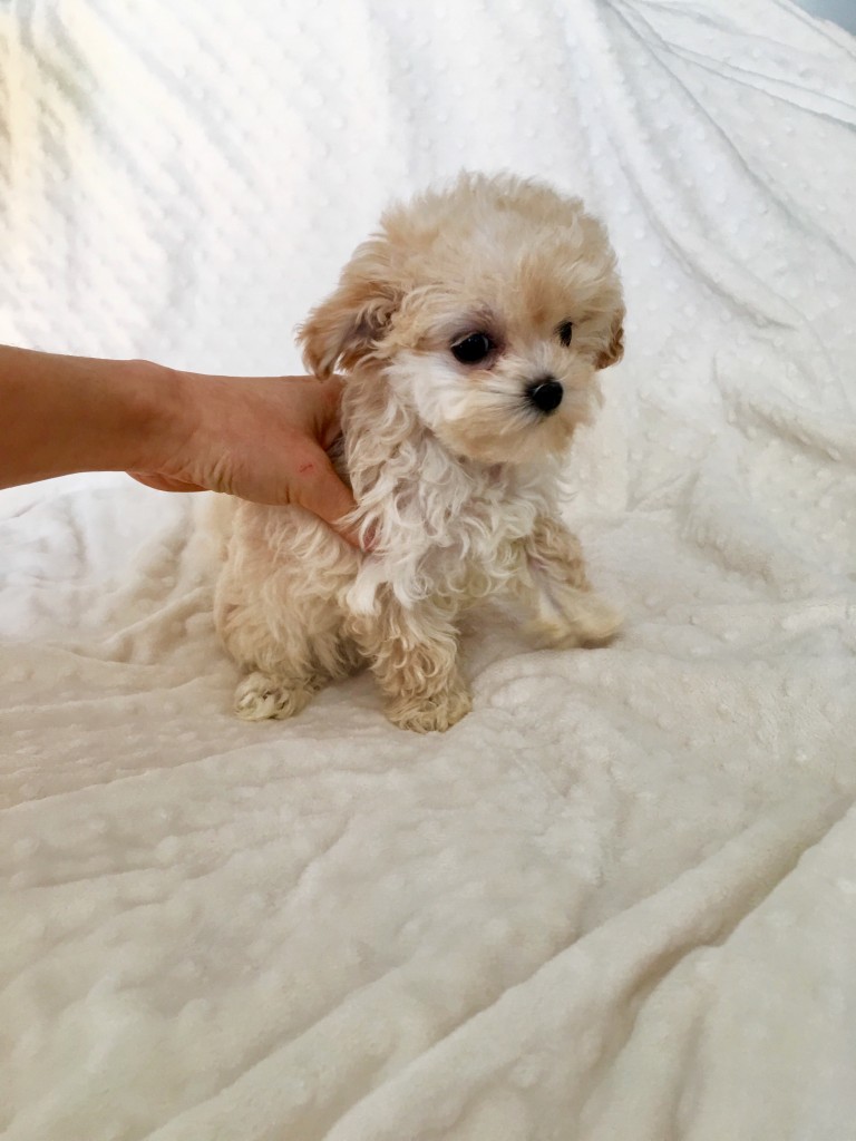 Teacup maltipoo puppy for sale! California Princess - iHeartTeacups