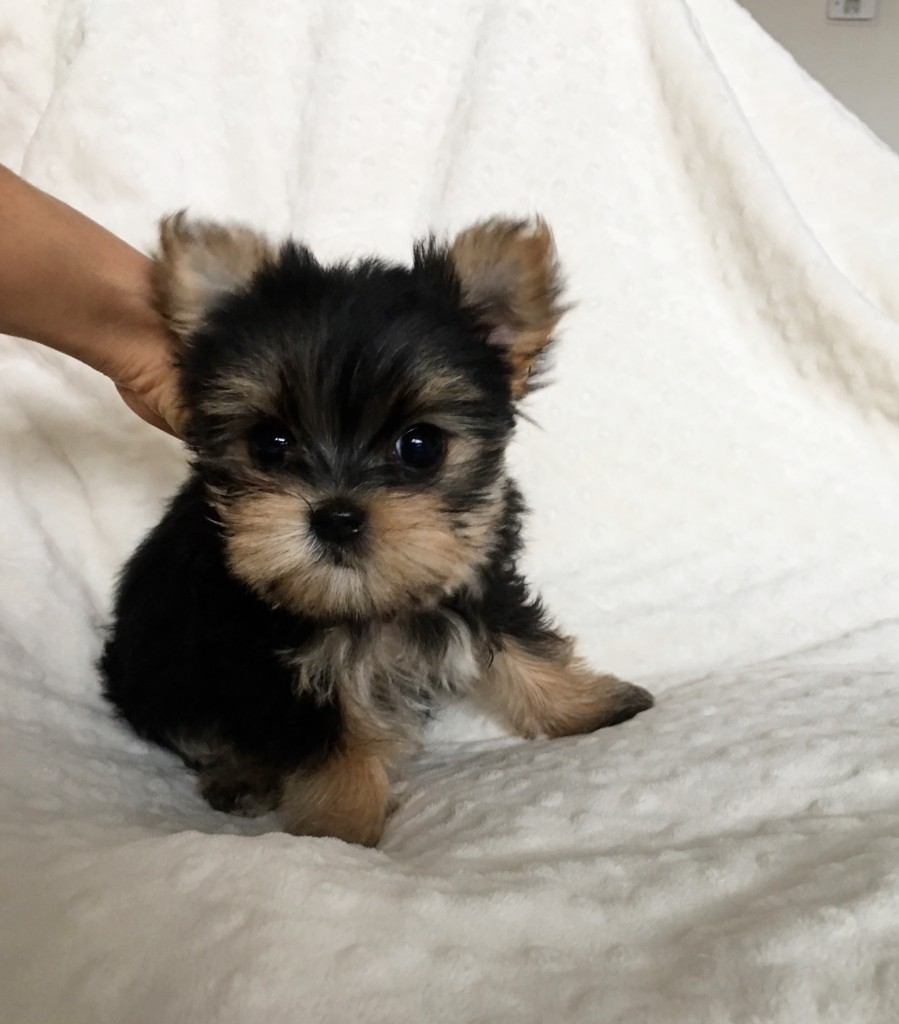 Teacup Tcup Morkie Puppy for sale california - iHeartTeacups