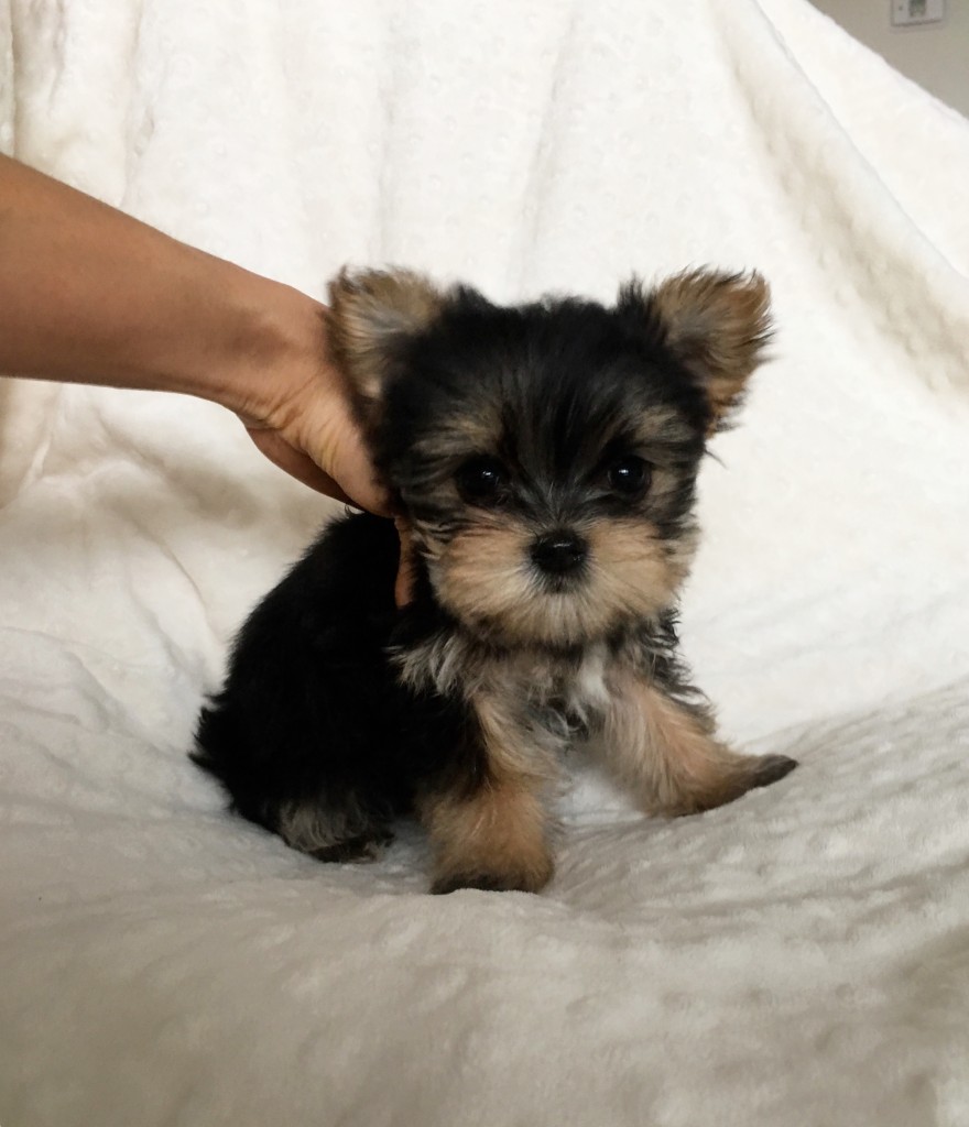 Teacup Tcup Morkie Puppy for sale california - iHeartTeacups