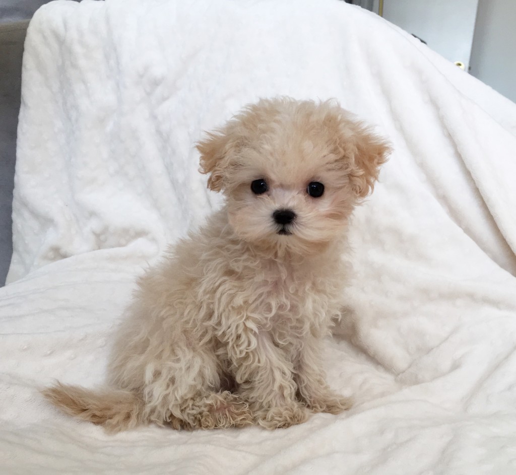 Teacup Maltipoo Puppy Teddy face - iHeartTeacups