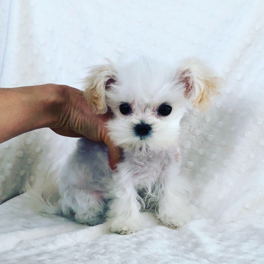 Teacup maltipoo puppy for sale - iHeartTeacups