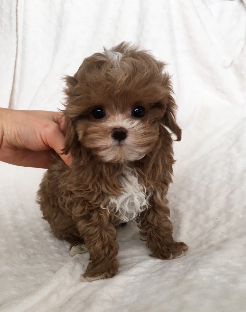 Teacup Maltipoo Female Reddish Brown!! - iHeartTeacups