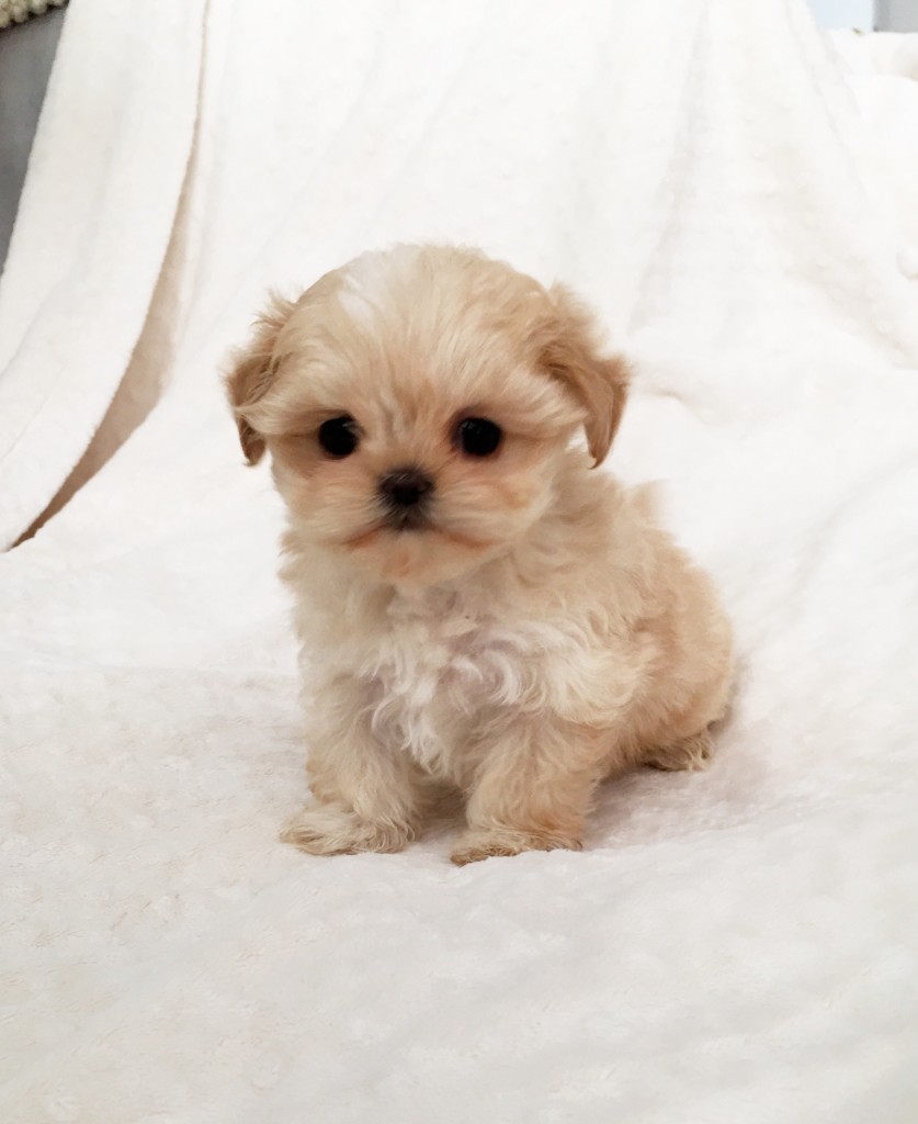 Teacup Morkie Puppy cobby female - iHeartTeacups