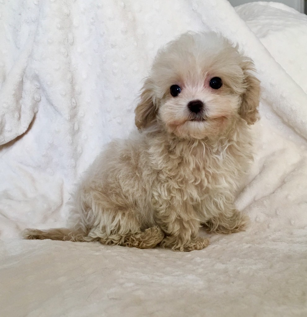 Teacup Maltipoo PUppy for sale los angeles california - iHeartTeacups