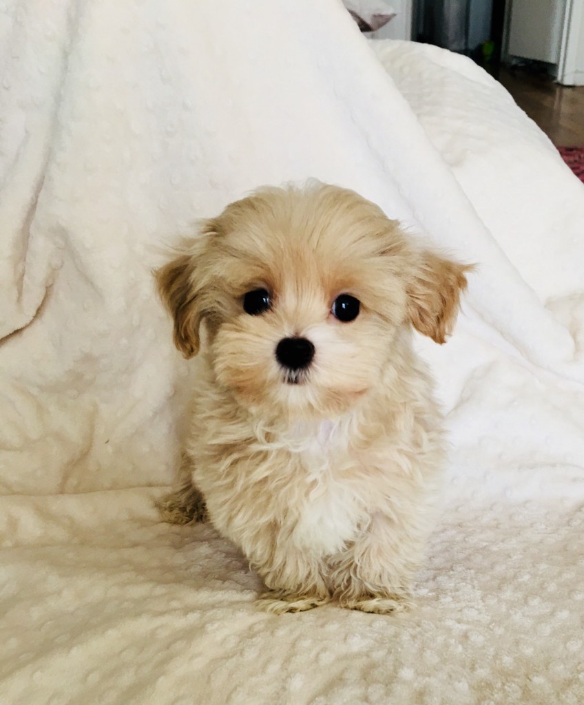 Teacup Teddy bear Maltipoo puppy! - iHeartTeacups