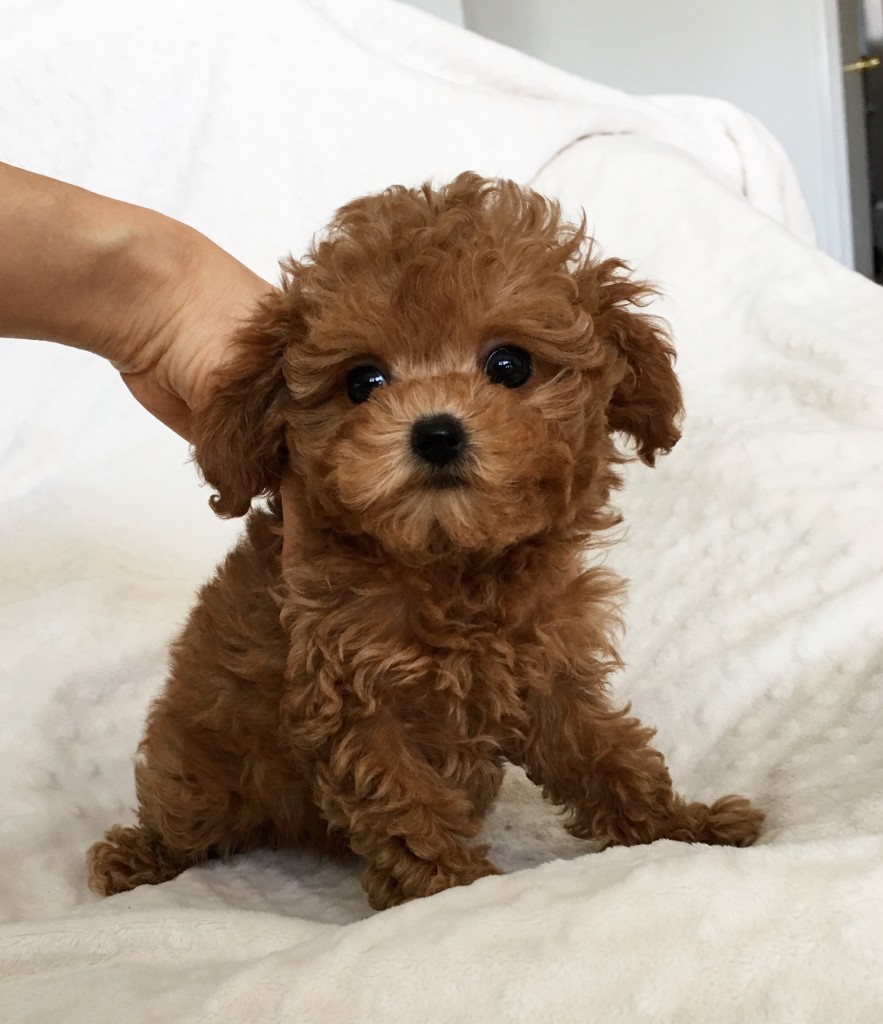 Teacup maltipoo Multipoo puppy Bebe - iHeartTeacups