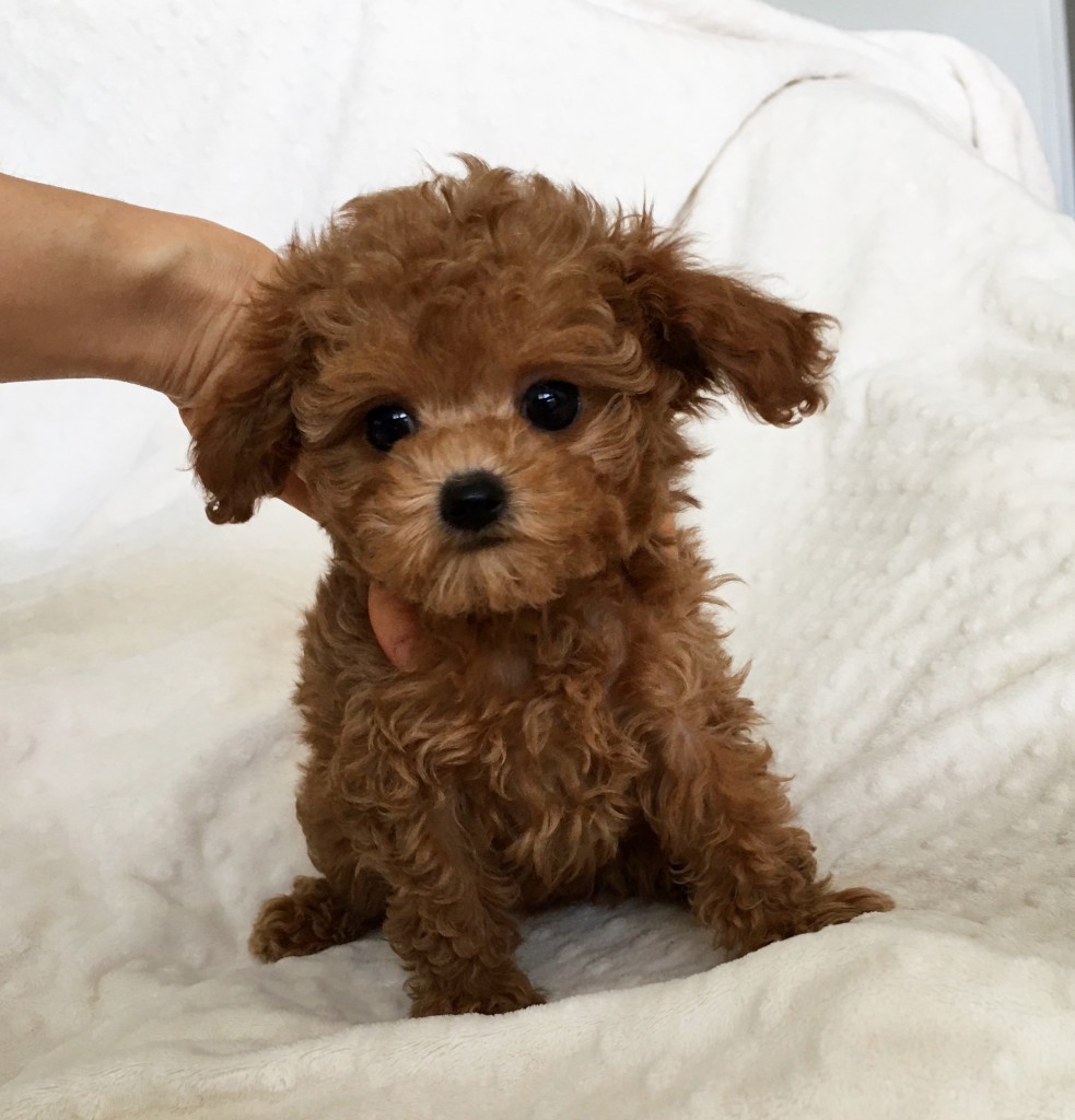 Teacup maltipoo Multipoo puppy Bebe - iHeartTeacups