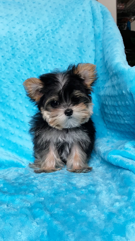 Teacup Morkie Puppy!! - iHeartTeacups