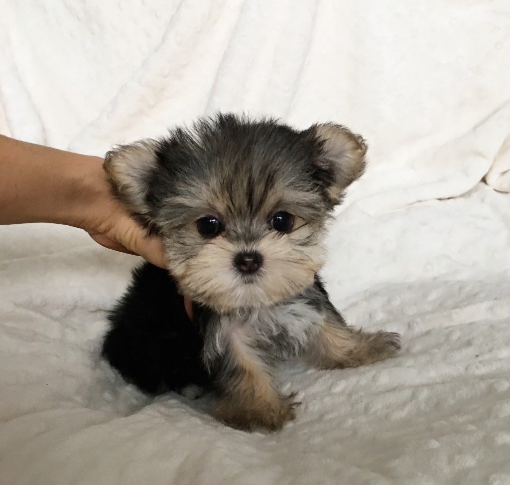 TEACUP MORKIE PUPPY MALE!!! - iHeartTeacups