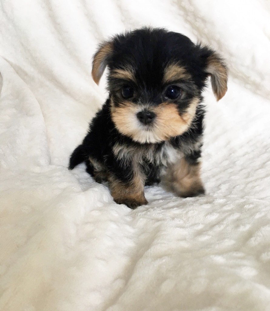 Teacup MOrkie Puppy for sale california-Chip! - iHeartTeacups