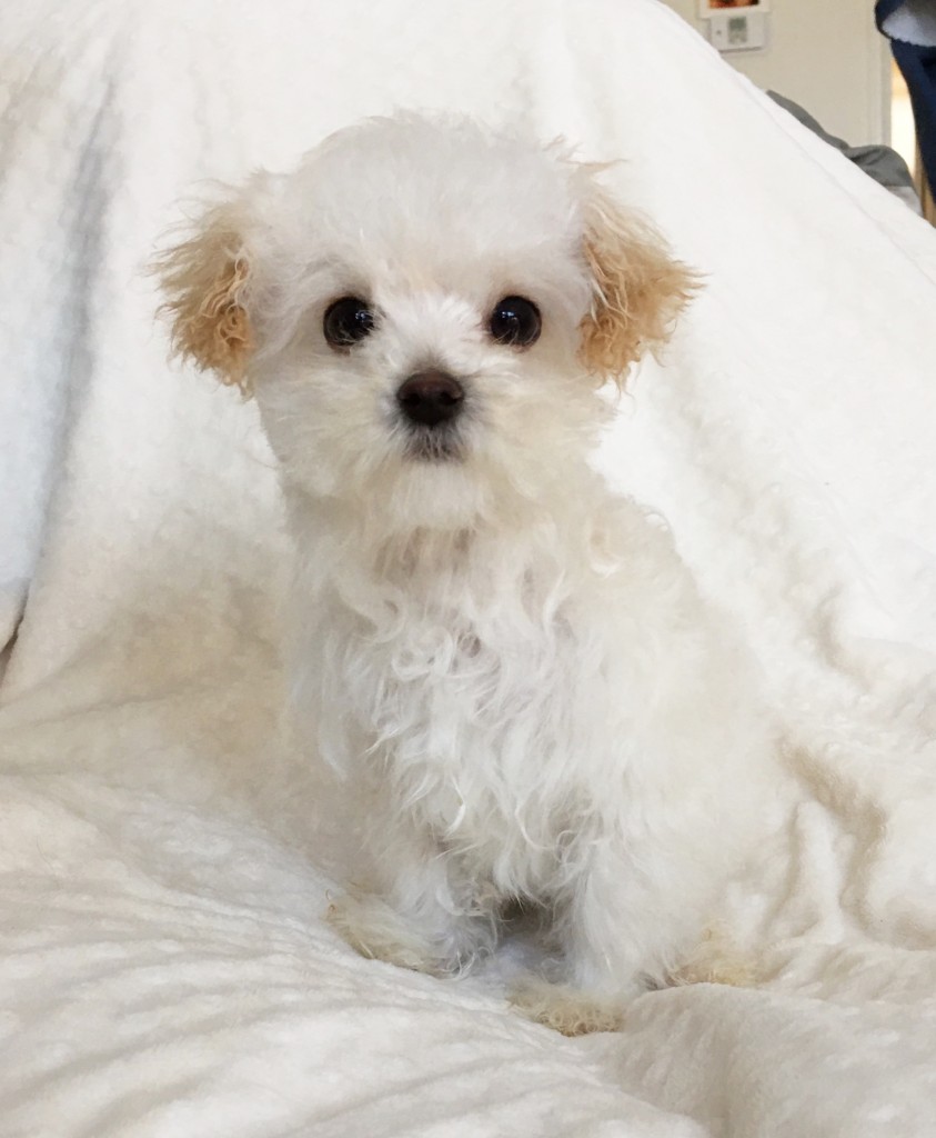 Teacup maltipoo multipoo puppy - iHeartTeacups