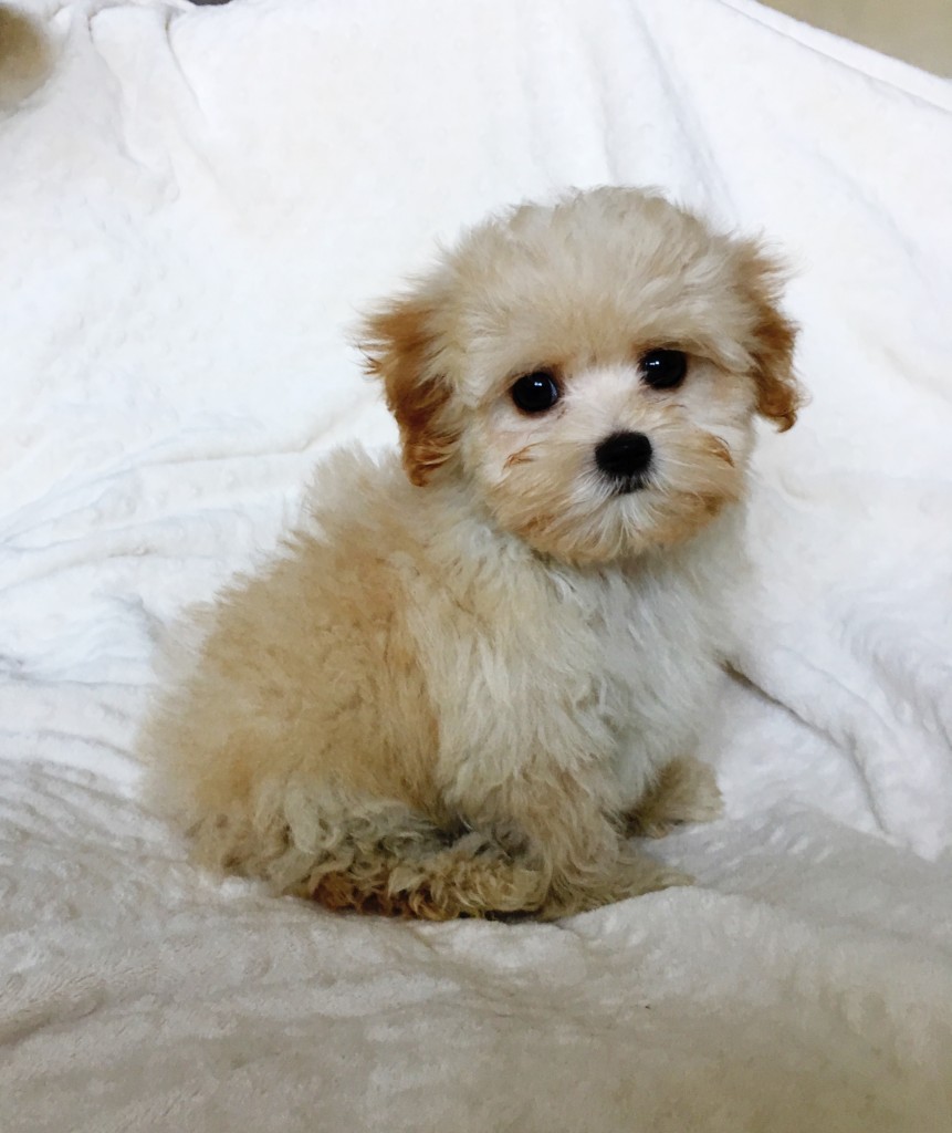 Teacup Maltipoo Puppy for sale los angeles, ca - iHeartTeacups