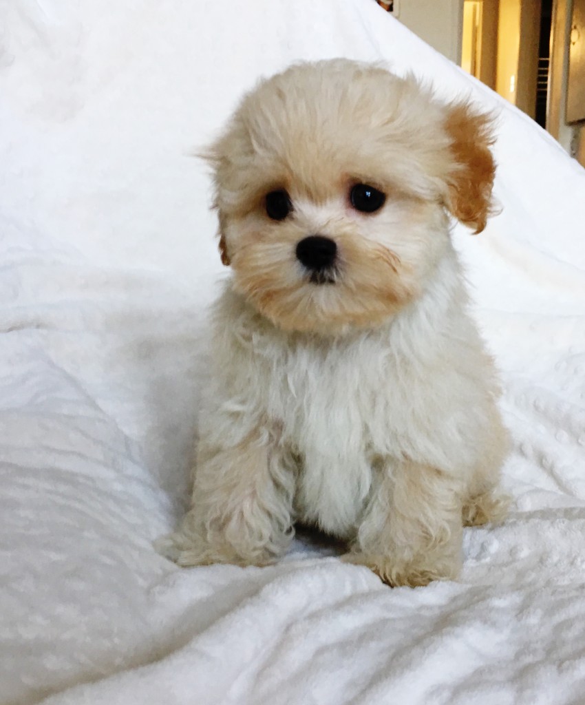 Teacup Maltipoo Puppy for sale los angeles, ca - iHeartTeacups